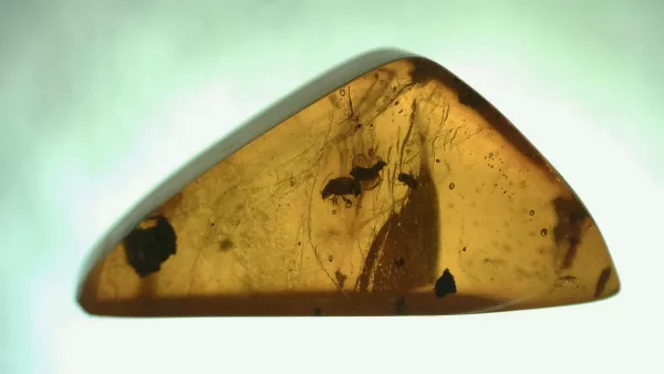 Genuine Baltic Amber with Insect for Sale #23