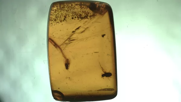 Genuine Baltic Amber with Insect for Sale #33