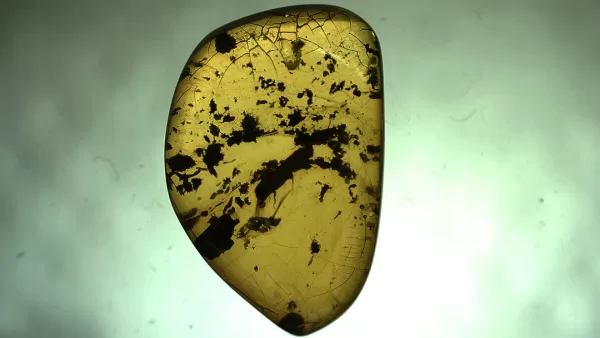 Genuine Baltic Amber with Insect for Sale #39