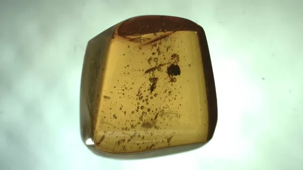 Genuine Baltic Amber with Insect for Sale #43