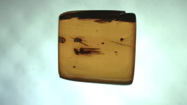 Genuine Baltic Amber with Insect for Sale #44