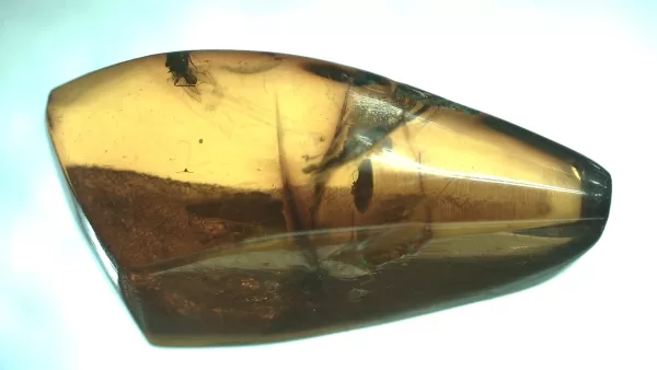 Genuine Baltic Amber with Insect for Sale #45