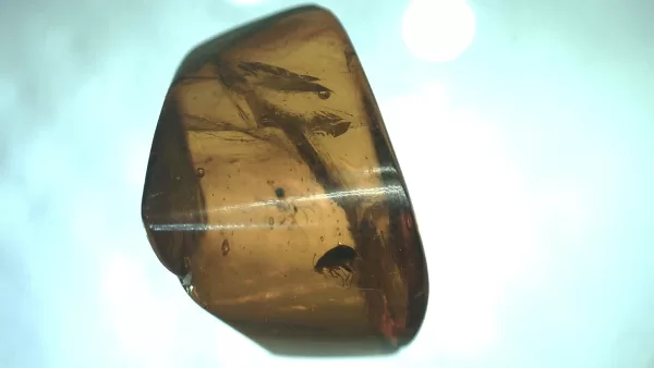 Genuine Baltic Amber with Insect for Sale #48