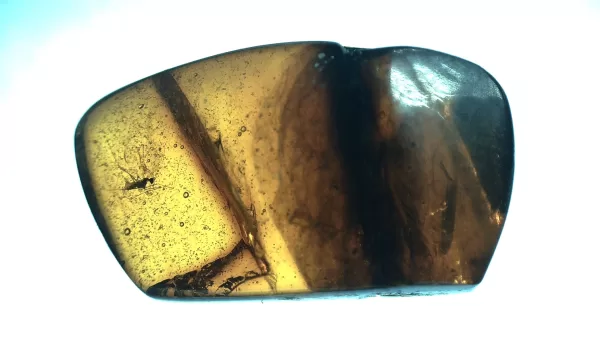 Genuine Baltic Amber with Insect for Sale #54