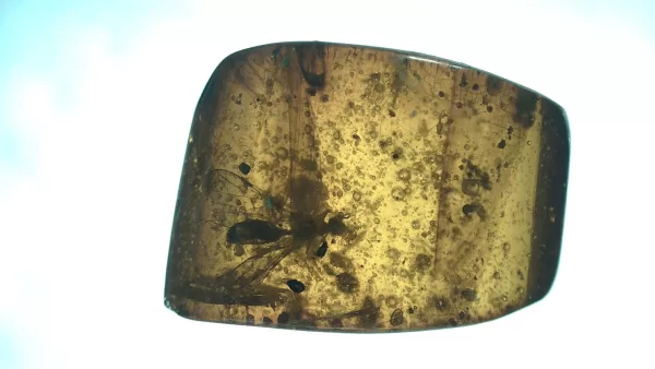 Genuine Baltic Amber with Insect for Sale #57