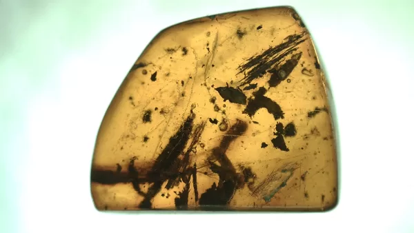 Genuine Baltic Amber with Insect for Sale #66