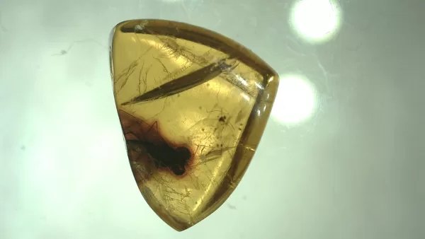 Genuine Baltic Amber with Insect for Sale #75a