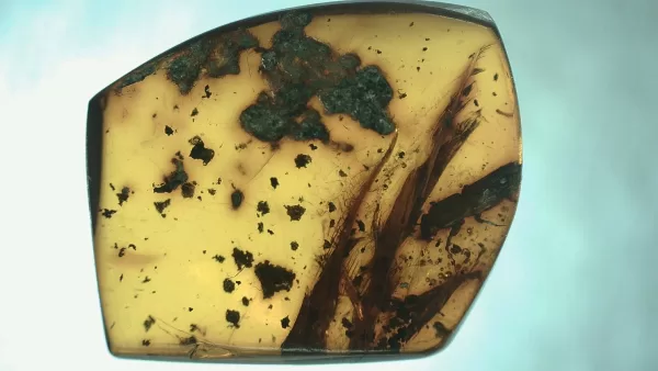 Genuine Baltic Amber with Insect for Sale #78