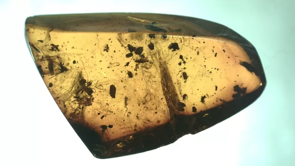 Genuine Baltic Amber with Insect for Sale #82