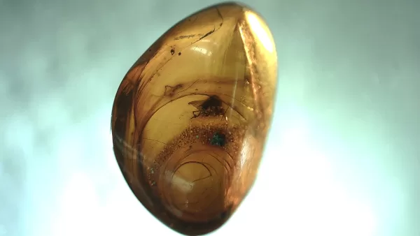 Genuine Baltic Amber with Insect for Sale #95