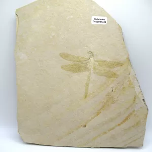 Genuine Jurassic Age Solnhofen Dragonfly Fossil for Sale From Germany #20