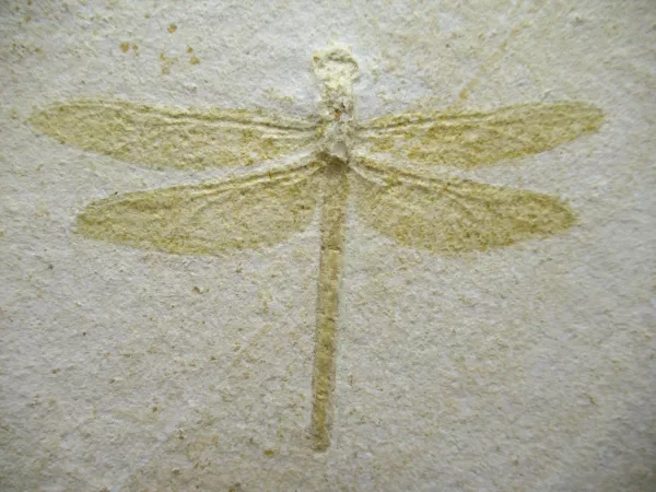 Genuine Jurassic Age Solnhofen Dragonfly Fossil for Sale From Germany #21a