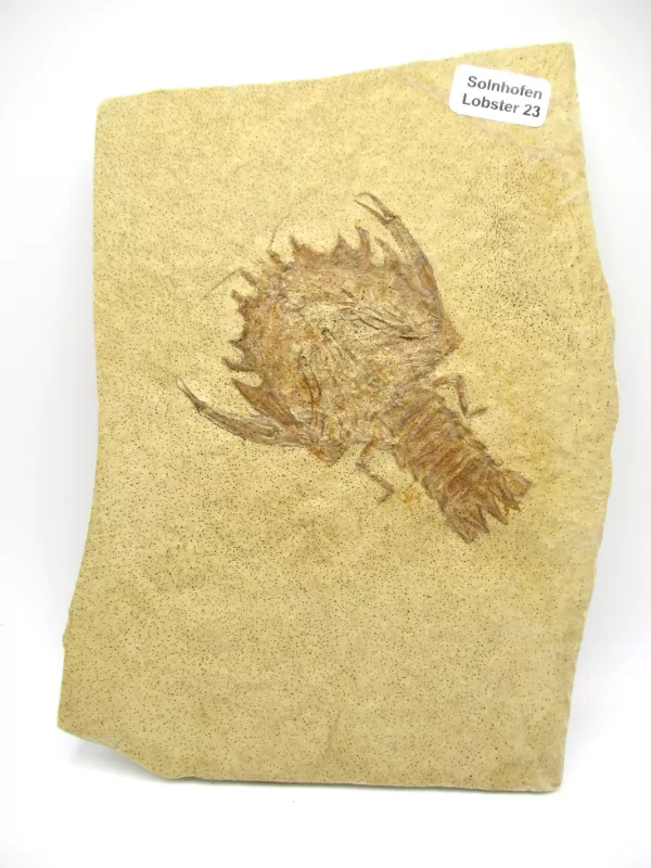 Genuine Jurassic Age Solnhofen Lobster Fossil for Sale From Germany #23