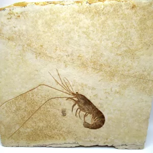 Genuine Jurassic Age Solnhofen Shrimp Fossil for Sale From Germany #29