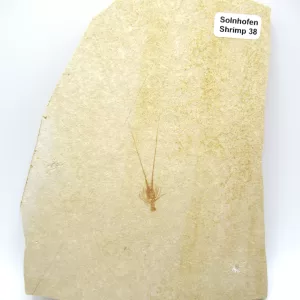 Genuine Jurassic Age Solnhofen Shrimp Fossil for Sale From Germany #38