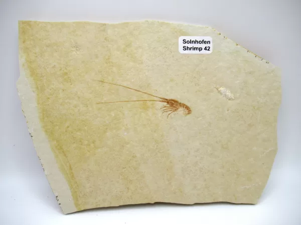 Genuine Jurassic Age Solnhofen Shrimp Fossil for Sale From Germany #42