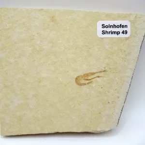 Genuine Jurassic Age Solnhofen Shrimp for Sale from Germany #49