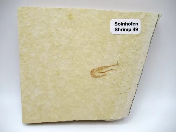 Genuine Jurassic Age Solnhofen Shrimp for Sale from Germany #49