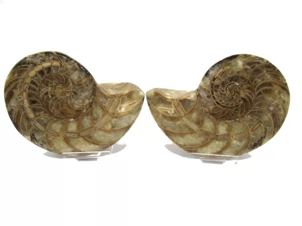 Genuine Cretaceous Age Cymatoceras Nautilus Pair Fossils for Sale from Madagascar #15