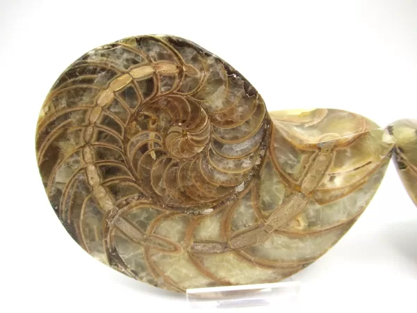 Genuine Cretaceous Age Cymatoceras Nautilus Pair Fossils for Sale from Madagascar #15a