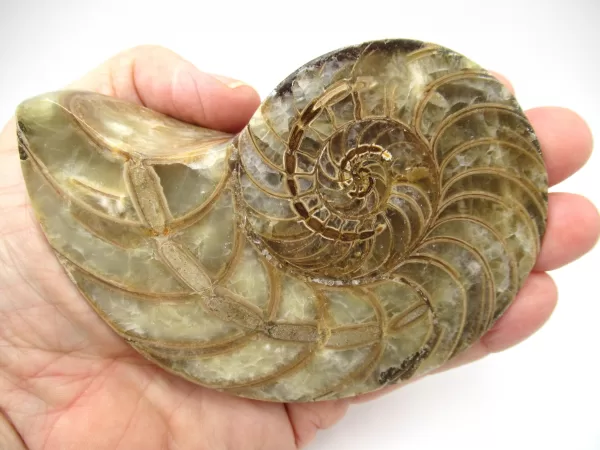 Genuine Cretaceous Age Cymatoceras Nautilus Pair Fossils for Sale from Madagascar #15d