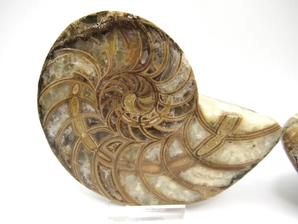 Genuine Cretaceous Age Cymatoceras Nautilus Pair Fossils for Sale from Madagascar #17a