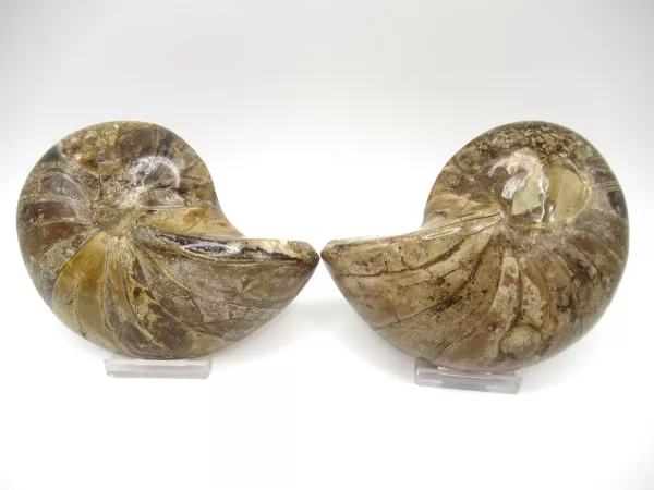 Genuine Cretaceous Age Cymatoceras Nautilus Pair Fossils for Sale from Madagascar #17c