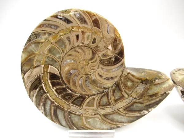 Genuine Cretaceous Age Cymatoceras Nautilus Pair Fossils for Sale from Madagascar #18a