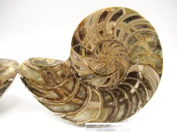 Genuine Cretaceous Age Cymatoceras Nautilus Pair Fossils for Sale from Madagascar #18b