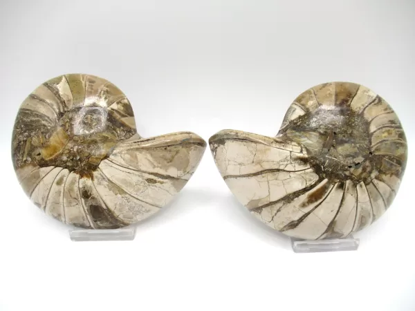 Genuine Cretaceous Age Cymatoceras Nautilus Pair Fossils for Sale from Madagascar #18c