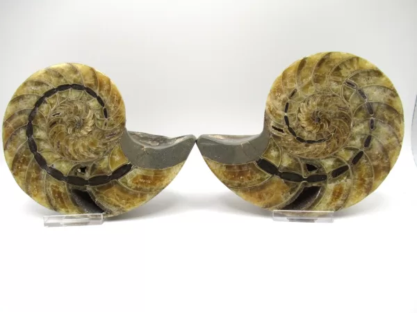 Genuine Cretaceous Age Cymatoceras Nautilus Pair Fossils for Sale from Madagascar #19