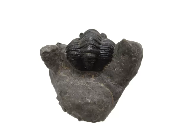 Genuine Devonian Cornuproetus-Trilobites For Sale from Morocco #10b