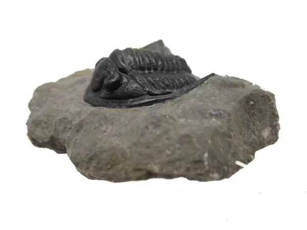 Genuine Devonian Cornuproetus-Trilobites For Sale from Morocco #11a