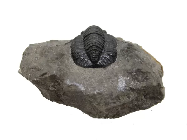 Genuine Devonian Cornuproetus-Trilobites For Sale from Morocco #11b