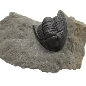 Genuine Devonian Cornuproetus-Trilobites For Sale from Morocco #12