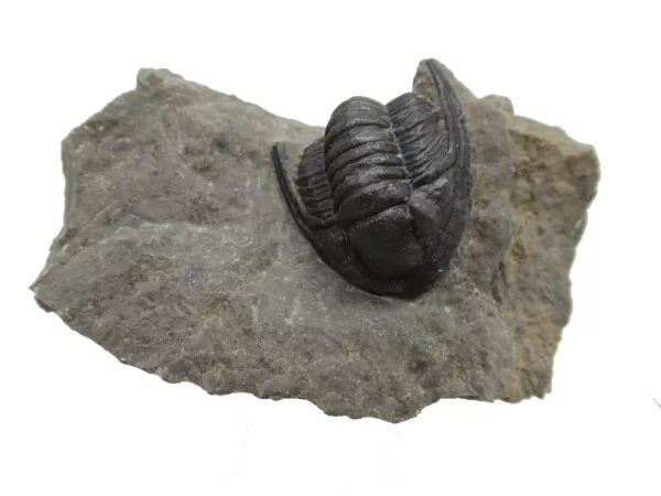 Genuine Devonian Cornuproetus-Trilobites For Sale from Morocco #12