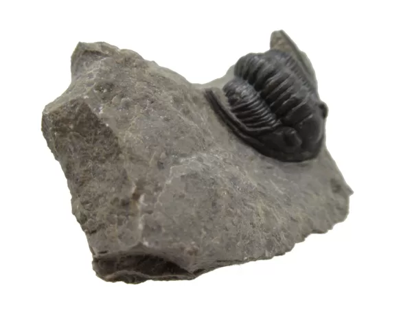 Genuine Devonian Cornuproetus-Trilobites For Sale from Morocco #12b