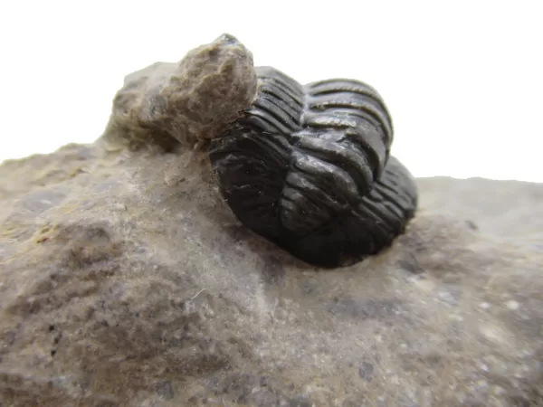 Genuine Devonian Cornuproetus-Trilobites For Sale from Morocco #12c