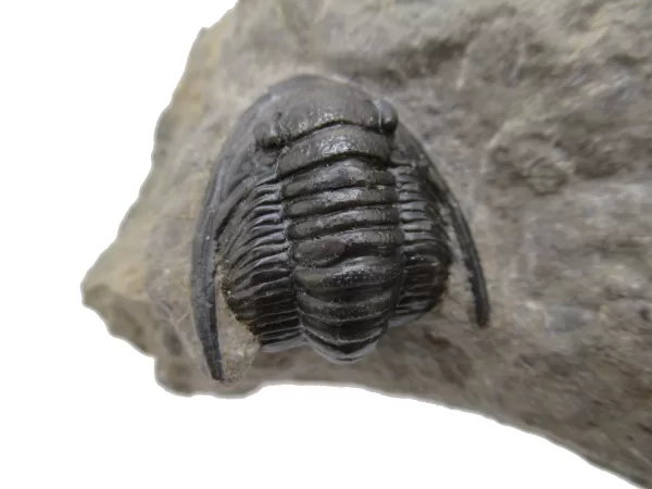 Genuine Devonian Cornuproetus-Trilobites For Sale from Morocco #12d