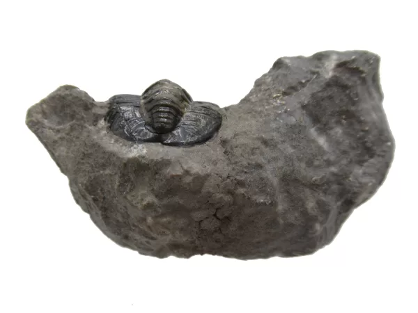 Genuine Devonian Cornuproetus-Trilobites For Sale from Morocco #1b