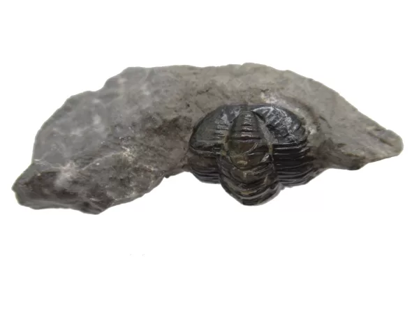 Genuine Devonian Cornuproetus-Trilobites For Sale from Morocco #1d