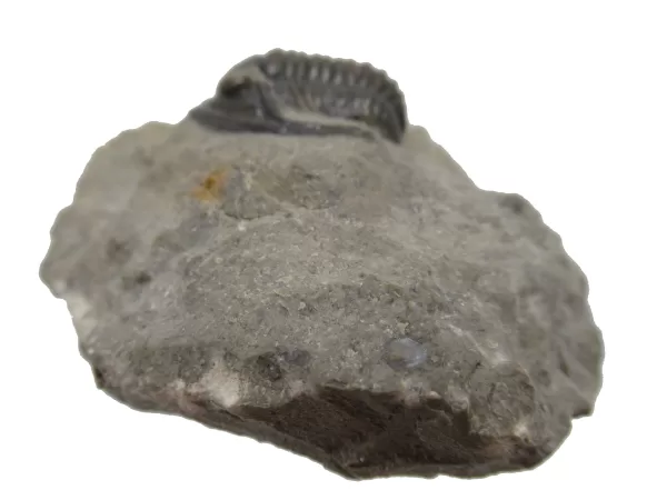 Genuine Devonian Cornuproetus-Trilobites For Sale from Morocco #3a