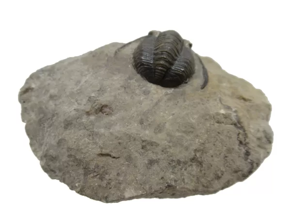 Genuine Devonian Cornuproetus-Trilobites For Sale from Morocco #3b