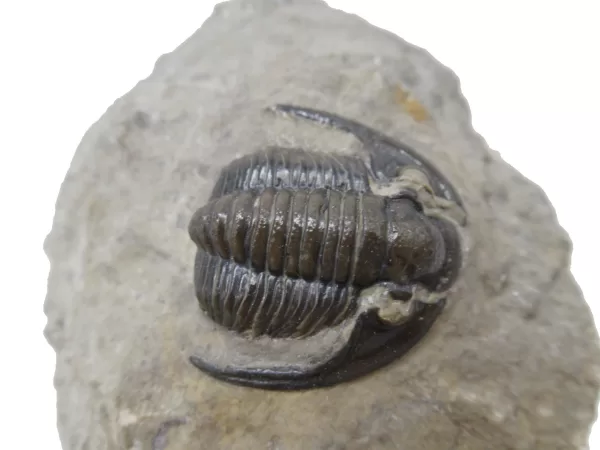 Genuine Devonian Cornuproetus-Trilobites For Sale from Morocco #3d