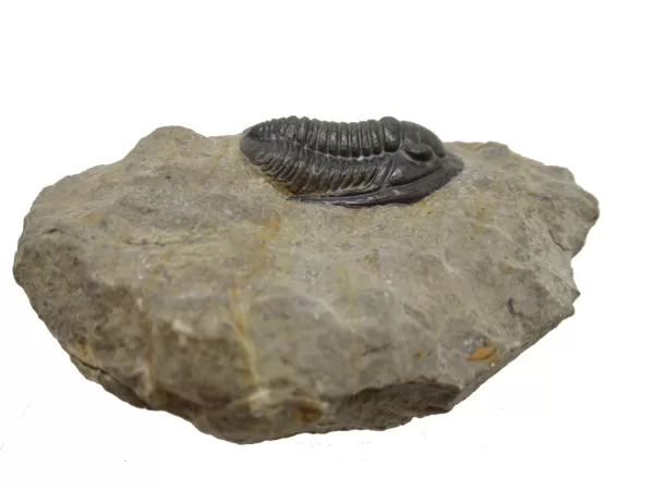 Genuine Devonian Cornuproetus-Trilobites For Sale from Morocco #4c