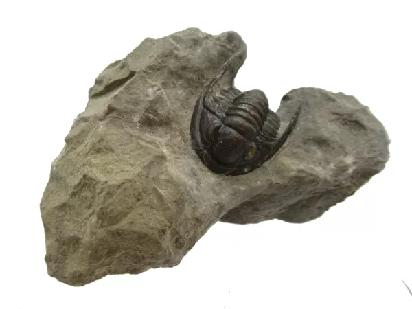 Genuine Devonian Cornuproetus-Trilobites For Sale from Morocco #6