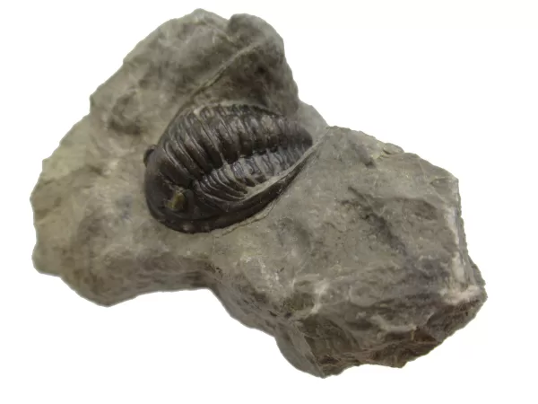 Genuine Devonian Cornuproetus-Trilobites For Sale from Morocco #6a