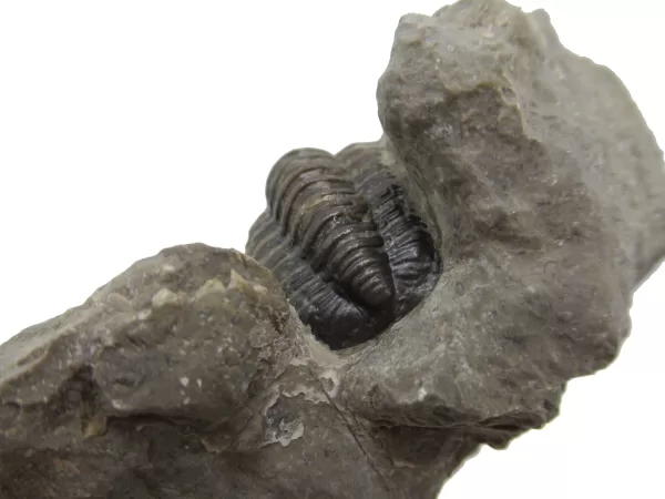 Genuine Devonian Cornuproetus-Trilobites For Sale from Morocco #6b