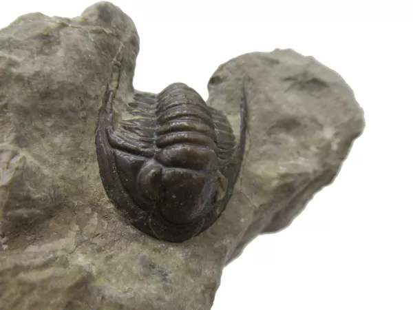 Genuine Devonian Cornuproetus-Trilobites For Sale from Morocco #6d