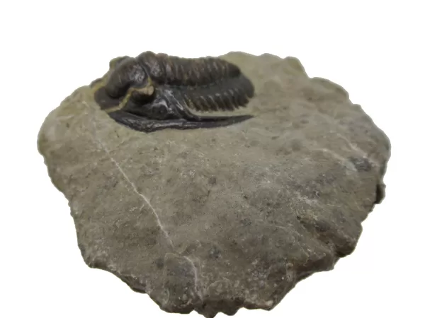 Genuine Devonian Cornuproetus-Trilobites For Sale from Morocco #7a